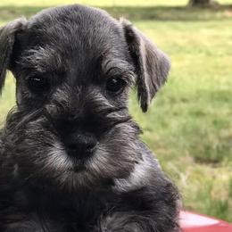 Miniature Schnauzers from England's AKC Miniature schnauzers