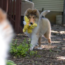 Collie Puppies from 'Twas Collies