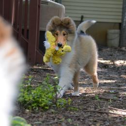 Collie Puppies from 'Twas Collies