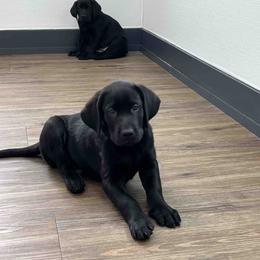 Labrador Retriever Puppies from Branley's Riverside Labradors
