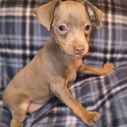 SASSY (X-MAS EVE AND DAY PICK UP AVAILABLE) - Blue and rust female Miniature Pinscher puppy in Cincinnati, Ohio from ALL AMERICAN K9 LLC