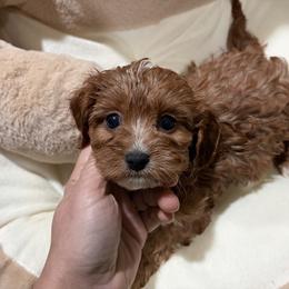 KA - Chocolate female Shih Tzu puppy in Bourne, Massachusetts from Shih Tzu Pups
