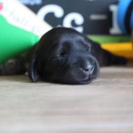 Avery - Cream female Dachshund puppy in Pace, Florida from Shoebox Doxie’s