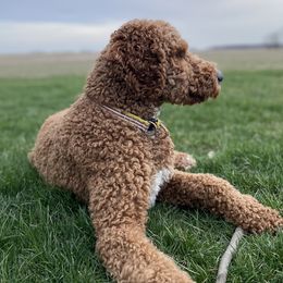 Bernedoodles and Poodles from Boujie Doodles