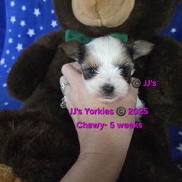 Chewy - Parti male Yorkshire Terrier puppy in Pocatello, Idaho from JJ's Yorkies