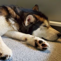 Alaskan Malamute puppies from Corvus Canines