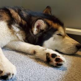 Alaskan Malamute puppies from Corvus Canines