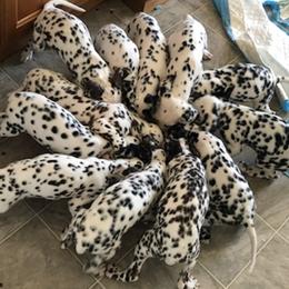 Dalmatians from Knotts Dalmatians