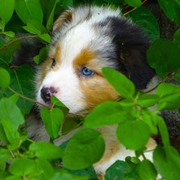 Australian Shepherds from Blue Rose Aussie