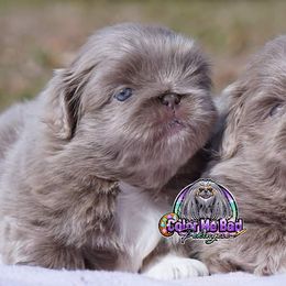 Pekingese Puppies from Color Me Bad Pekingese