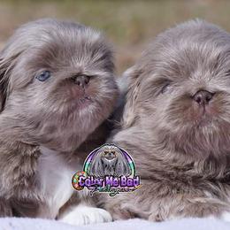 Pekingese Puppies from Color Me Bad Pekingese