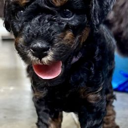 Poodle Puppies from The Victorious Poodle’s