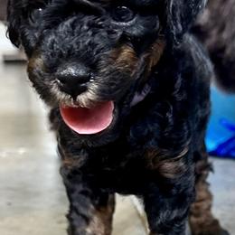 Poodle Puppies from The Victorious Poodle’s