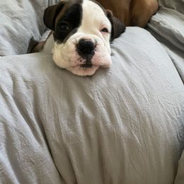 Boxer Puppies from Von Royal Dell’Infinite
