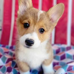 Pembroke Welsh Corgis from Jenny May’s Corgis