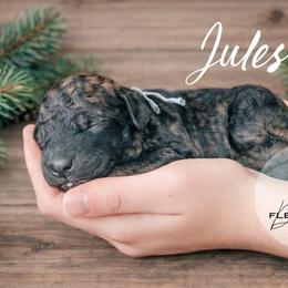 Jules - Wheaten male Whoodle puppy in Knoxville, Tennessee from Fleury Farm Doodles TN