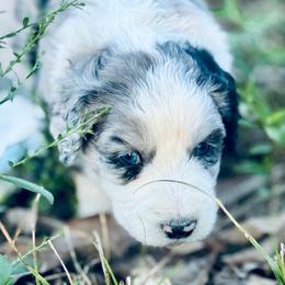 Oakley - Blue merle male Aussiedoodle puppy in Hempstead, Texas from Young Gun Aussies