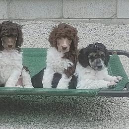 Girl 1 - Parti female Poodle puppy in Whitehouse, Ohio from N'Co. Parti Poodles