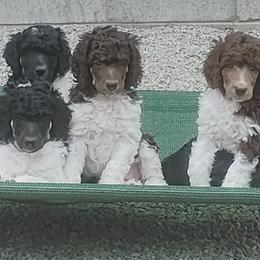 Girl 1 - Parti female Poodle puppy in Whitehouse, Ohio from N'Co. Parti Poodles