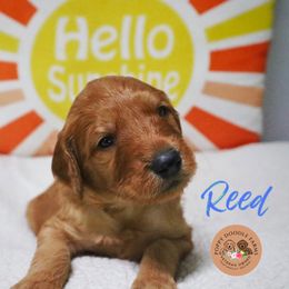 Goldendoodle Puppies from Poppy Doodle Farms