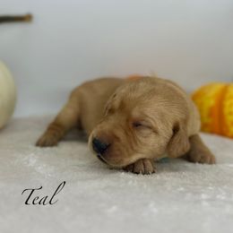 Yellow males - Yellow male Labrador Retriever puppy in Sherrard, Illinois from Gochee Labs