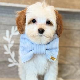 Goldendoodle Puppies from DayDream Doodles