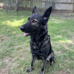 Arya - German Shepherd