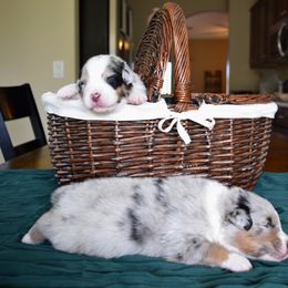 Australian Shepherd Puppies from Clay Ridge Australian Shepherds