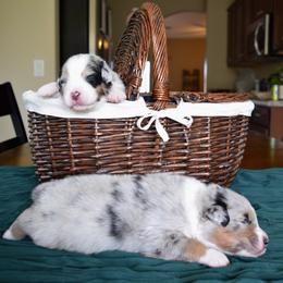 Australian Shepherd Puppies from Clay Ridge Australian Shepherds