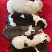 Canaan Dogs from Linda Clark's Canaan Dogs