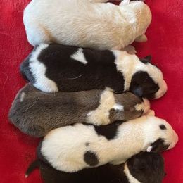 Canaan Dogs from Linda Clark's Canaan Dogs