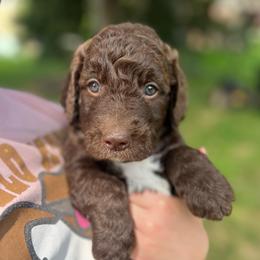 Everdell - Chocolate female Goldendoodle puppy in Lancaster, Pennsylvania from Doodles in the Skye