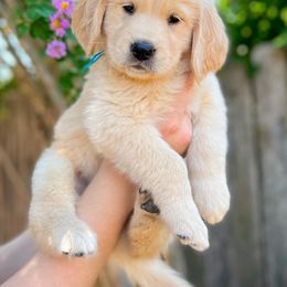 Golden Retriever Puppies from Bear State Goldens