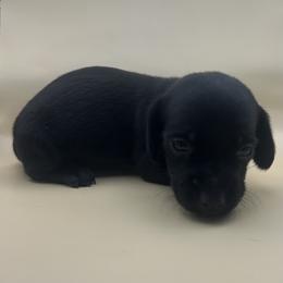 Bailey - Black female Dachshund puppy in Waycross, Georgia from Southern Paws