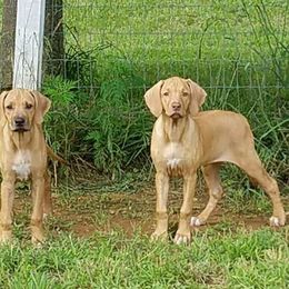 Rhodesian Ridgeback Puppies from Indaba Ridgebacks