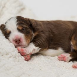 Jade - female Australian Mountain Doodle puppy in Cortez, Colorado from Sassy Pants Pups