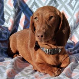 Ember - Dachshund