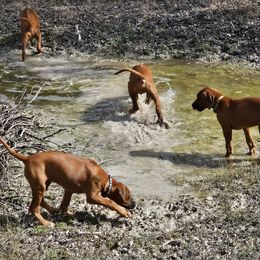 Rhodesian Ridgeback Puppies from Mafigeni Ridgebacks