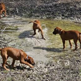 Rhodesian Ridgeback Puppies from Mafigeni Ridgebacks