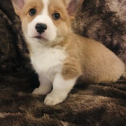 Pembroke Welsh Corgi Puppies from Hammon Pembroke Welsh Corgis