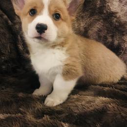 Pembroke Welsh Corgi Puppies from Hammon Pembroke Welsh Corgis