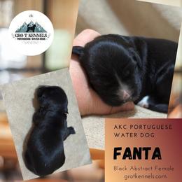 Fanta - Black and white female Portuguese Water Dog puppy in Weston, Idaho from Gro-T Kennels
