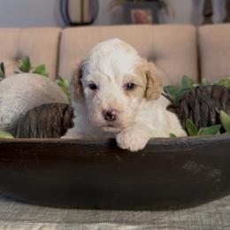 Mike - Yellow and white male Bernedoodle puppy in Cartersville, Georgia from Simply Blessed Doodles