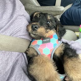 Airedale Terrier Puppies from Cool Hand Luke Kennels