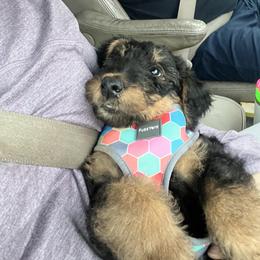 Airedale Terrier Puppies from Cool Hand Luke Kennels
