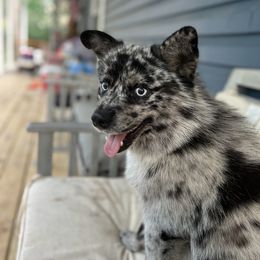 Hank - Pomsky