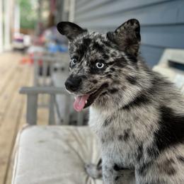 Hank - Pomsky