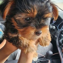 Yorkshire Terriers from 317YORKIES