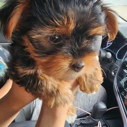 Yorkshire Terriers from 317YORKIES