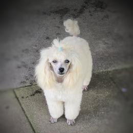 Peaches - Poodle